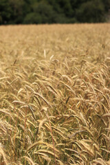 Close-up of ears of rye, field of rye on a summer day. Harvest ripening period. Natural background. Fields and meadows. Agricultural concept