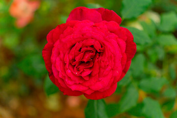 The rose flower. 
A nature park in the highlands of Dalat in Vietnam.