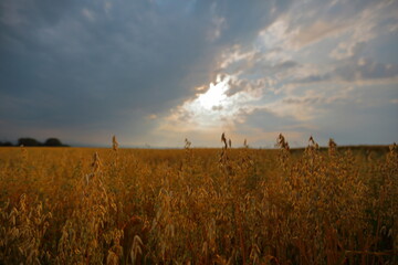Crop field with storm clouds