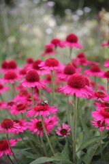 Bees feeding on pink flowers