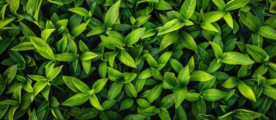 Obraz premium Green grass against a white background. with copy space image. Place for adding text or design