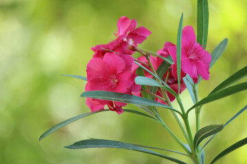 Beautiful oleander in the garden
