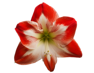 Amaryllis, isoliert auf weißen Hintergrund, Freisteller, Transparent
