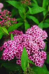 Obraz premium pink flowers in the garden
