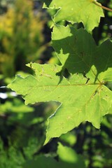 green maple leaves