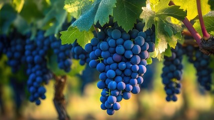 Naklejka premium Blue grapevines hanging down in a vineyard, captured in a close-up that emphasizes their rich color and texture.