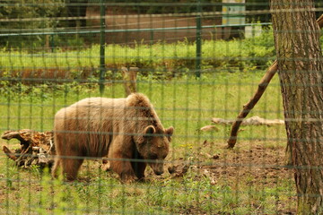 bear, animal, mammal, large, brown