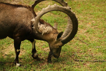 nubian ibex, animal, mammal, horns, summer