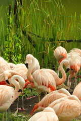 flamingo, bird, pond, water, summer