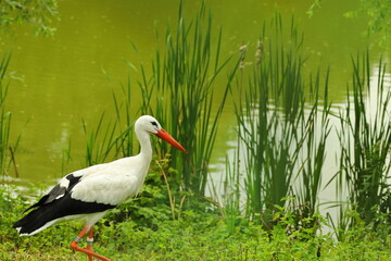 stork, bird, pond, water, summer
