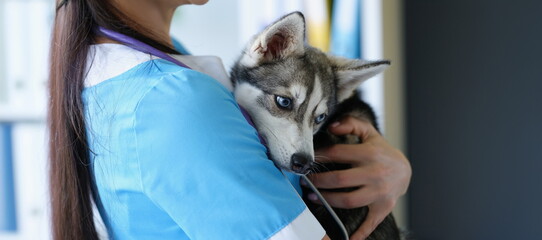 Cute husky puppy in the arms of a female doctor, close-up. Examination of a dog in a veterinary clinic, volunteer help © H_Ko