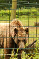 bear, animal, mammal, large, brown