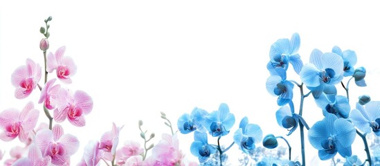 Pink and blue Phalaenopsis or Moth dendrobium orchids in a winter or spring tropical garden isolated on a white background Selective focus Agriculture idea concept design with copyspace for adding te
