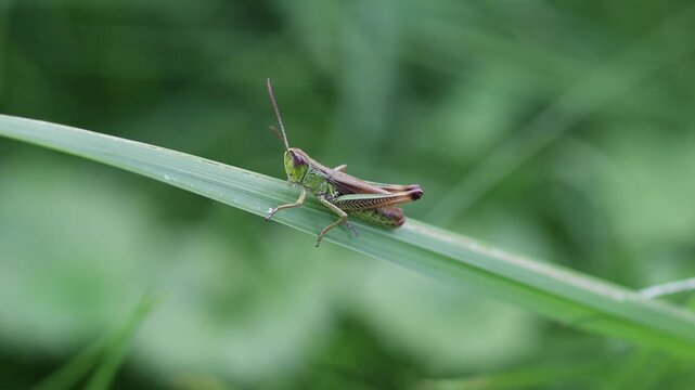 a grasshopper in a meadow close up with audio 4k 25fps video