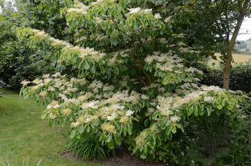 Cornus controversa, Cornouiller