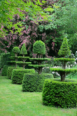 If, Taxus baccata, Aubépine, Jardins de la ferme du mont des Récollets, Cassel, 59, Nord, France