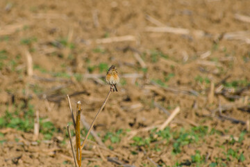 corn bunting is perching on the twig in the field