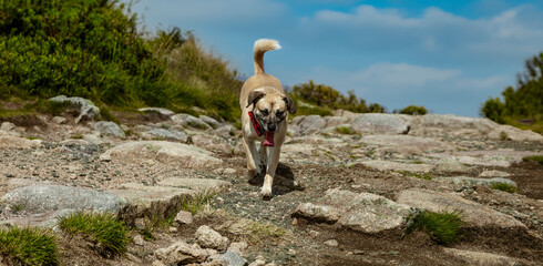 Brown mixed breed dog with tongue out and happy face in the mountains. Hiking with dog.