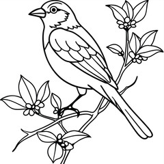 Birds Coloring book page hand drawn illustration