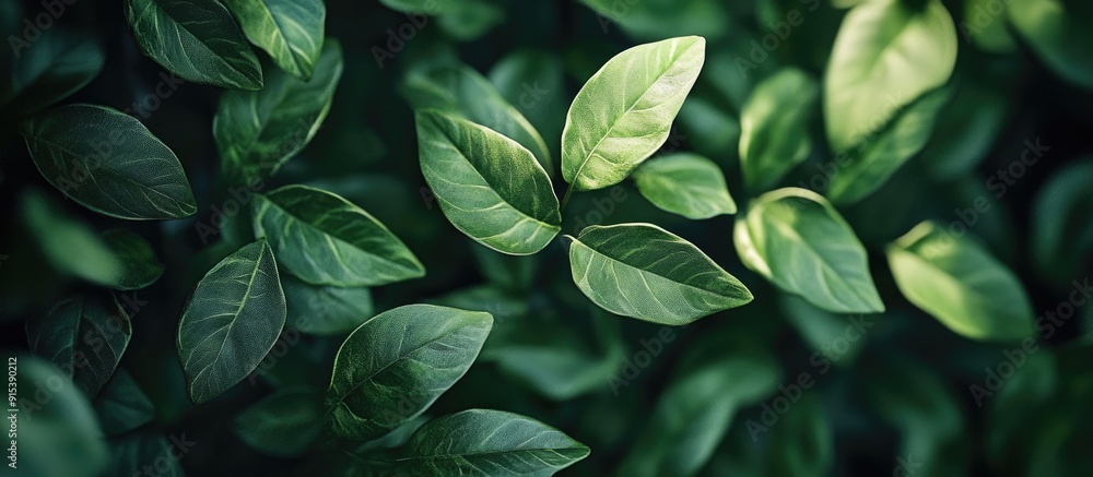 Poster close ups and details of the green leaves. with copy space image. place for adding text or design