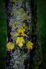 Obraz premium tree trunk with leaves