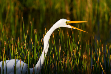 Great Egret