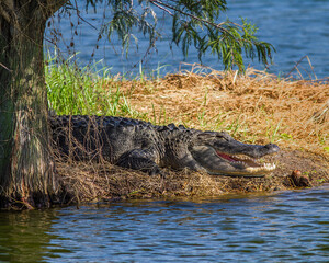 Alligator