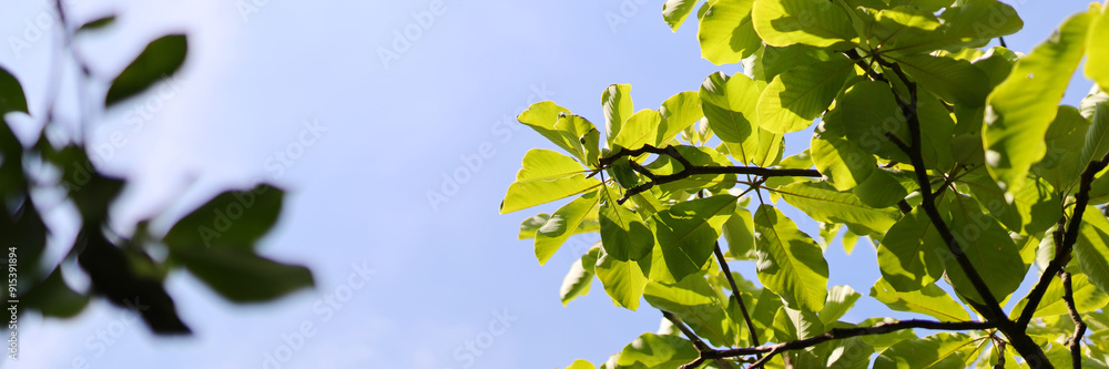 Poster a tree with green leaves is in the foreground and a blue sky is in the background. the tree is in fu