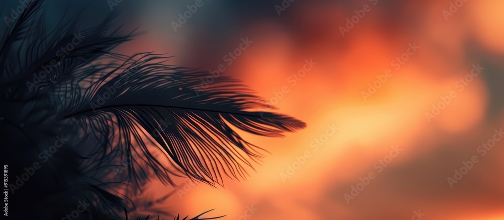 Poster dark romantic evening sky black fluffy clouds gentle pastel hues asymmetrical silhouette and feather