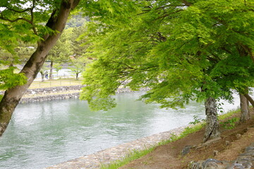 初夏の風景