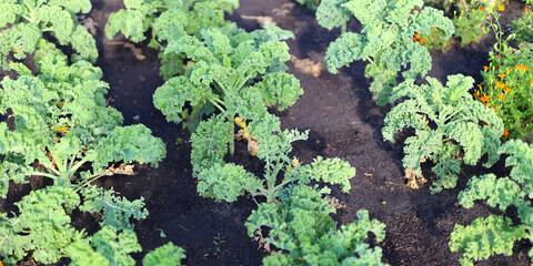 A row of green plants with a few orange flowers in the background. The plants are growing in a dirt field