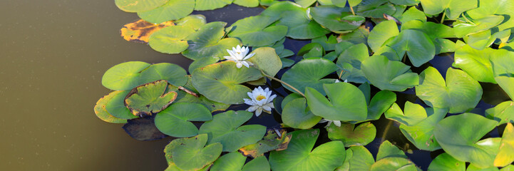 A pond with a lot of lilies and a few white flowers