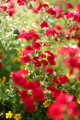 A field of red flowers with yellow flowers in the background. The flowers are in full bloom and the colors are vibrant