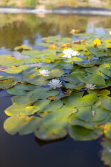 A pond with a lot of lily pads and a few white flowers. The water is calm and the sun is shining on the surface