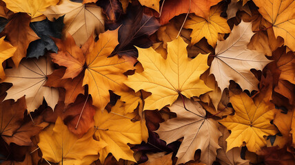 Fototapeta premium Top view of colorful autumn leaves