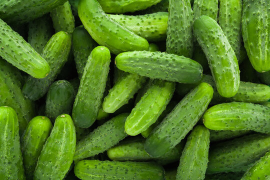 Fresh green short small cucumbers background. Closeup. Top down view.