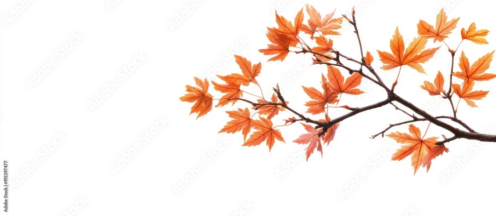 Fototapete autumn maple branch featuring leaves isolated on a white background. with copy space image. place fo