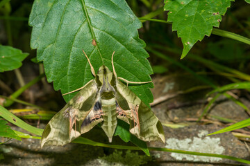 Pandora Sphinx Moth - Eumorpha pandorus