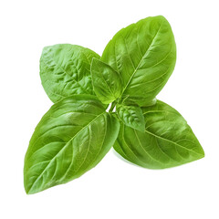 Thai Basil : Green leaves with a mint-like aroma, used in curries and salad, vegetables and herbs, studio lighting, isolate on white background, photo