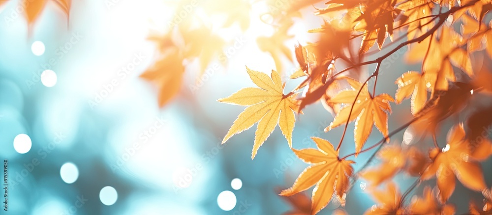 Fototapete Autumn yellow Japanese maple leaves against a blurred sky creating a nature background with bokeh. with copy space image. Place for adding text or design