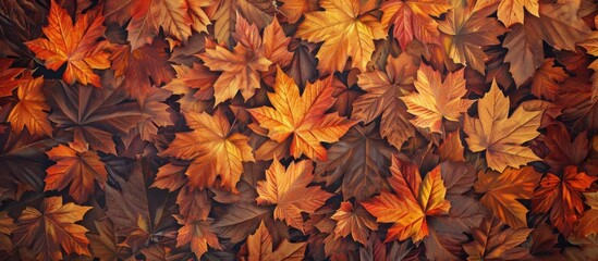 Beautiful autumn layout from a top view. with copy space image. Place for adding text or design
