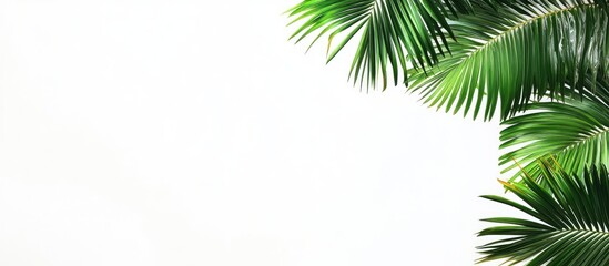 Palm leaves isolated on a white background copyspace for text