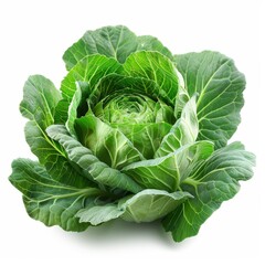 Obraz premium Fresh green cabbage isolated on white background, showcasing vibrant leaves and natural texture. Perfect for healthy food concepts.
