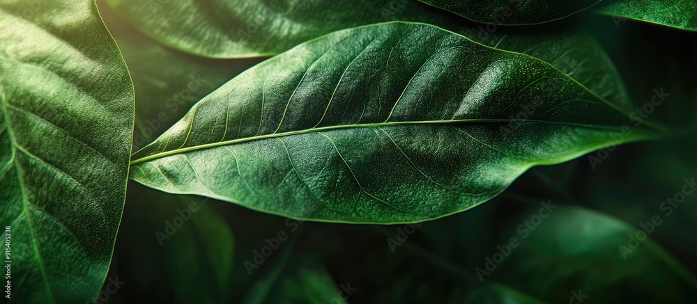 Poster green leaf close up. with copy space image. place for adding text or design