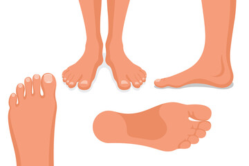 Foot set. Collection leg. Human feet. Body ankle elements. Bare legs positions isolated on white background. Template for podiatry and pedicure. Vector illustration flat design.