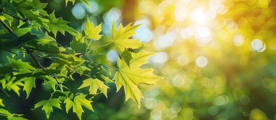 Summer branches of a maple tree adorned with fresh green leaves Summer backdrop featuring copy space