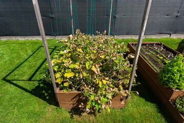 Cucumbers damaged by disease, dried and yellow leaves in home cultivation in Poland.