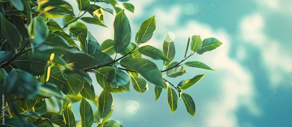 Aufkleber Ficus benjamina branches and leaves soft with selective focus against a blurred background of clouds and blue sky. with copy space image. Place for adding text or design