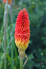 Ginger flower close up