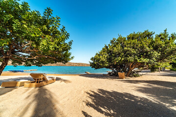 Sandy beach with scattered trees creating shadows for sunbeds, overlooking calm blue sea. Natural tree arrangement provides shaded areas for relaxation, enhancing serene coastal environment 